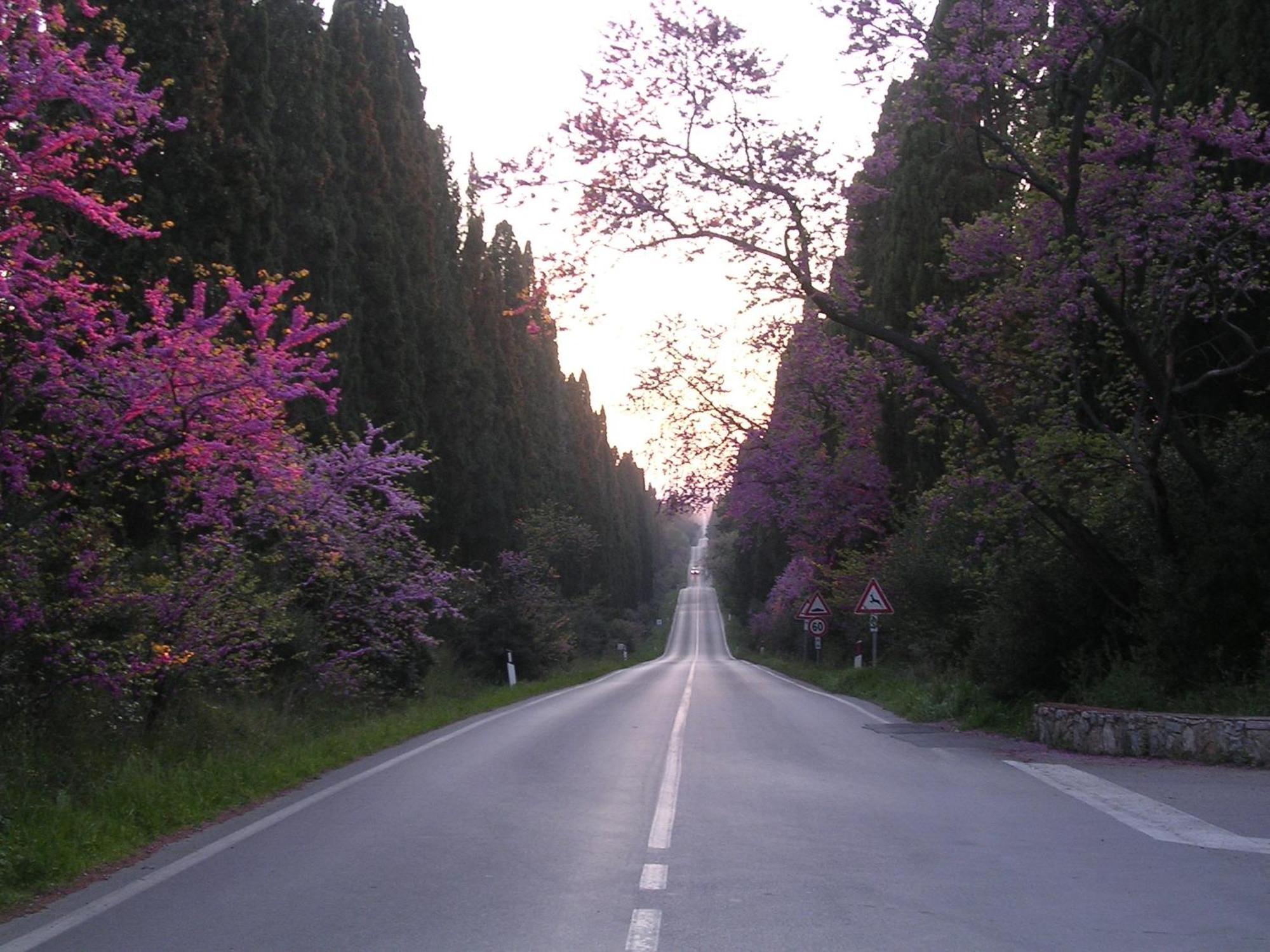 Hotel Il Ponte Cecina  Bagian luar foto